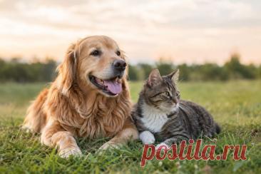 🐶 Почему собака виляет хвостом? Всегда ли это радость? Почему она прячется под столом, не отдаёт игрушку, долго нюхает землю или начинает часто дышать?

Поведение собак гораздо сложнее привычных нам «правил». Разбираем язык тела, сигналы стресса, особенности обоняния, социальное поведение и другие реакции питомцев — без мифов и чрезмерных упрощений. 🐾

#Собаки#ПоведениеСобак#Питомцы#Этология#Кинология#ЗдоровьеСобак#Ветеринария#Животные
Изображение от ChatGPT