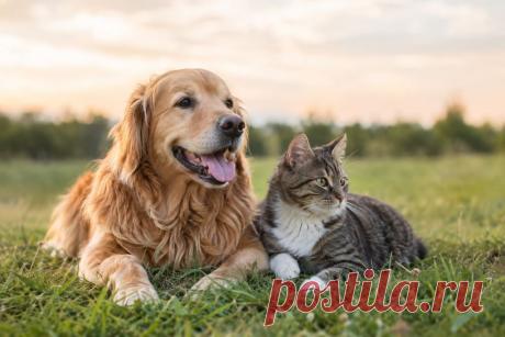 🐶 Почему собака виляет хвостом? Всегда ли это радость? Почему она прячется под столом, не отдаёт игрушку, долго нюхает землю или начинает часто дышать?

Поведение собак гораздо сложнее привычных нам «правил». Разбираем язык тела, сигналы стресса, особенности обоняния, социальное поведение и другие реакции питомцев — без мифов и чрезмерных упрощений. 🐾

#Собаки#ПоведениеСобак#Питомцы#Этология#Кинология#ЗдоровьеСобак#Ветеринария#Животные
Изображение от ChatGPT