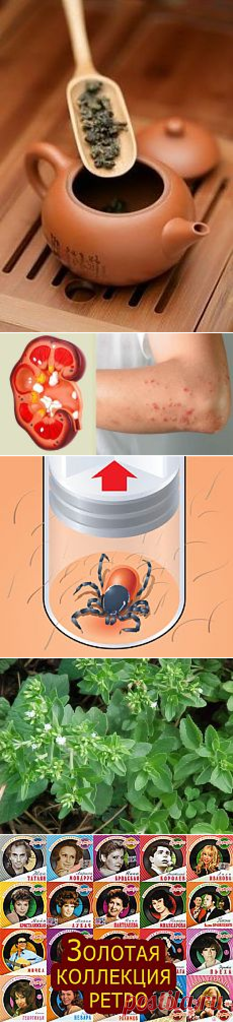 ❀ Чай для похудения. Выращивание стевии. Коллекция ретро. Больные почки. Модные оттенки. Вытаскиваем клеща // Кусочек Постилы к чаю! - lnd2011-55@mail.ru - Почта Mail.Ru