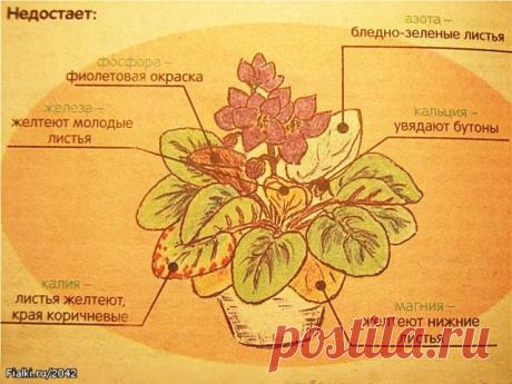 ◄ Болезни сенполий ►