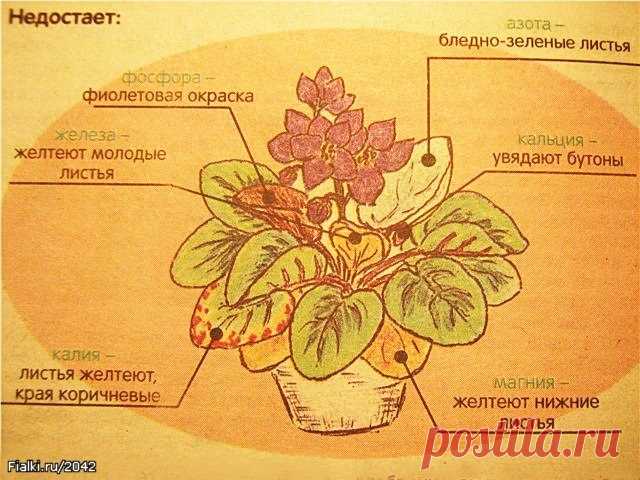 ◄ Болезни сенполий ►