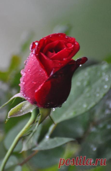 Google+