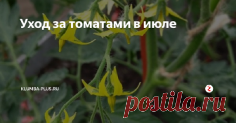 Уход за томатами в июле В июле томаты уже набрали силу, мощные кусты обильно цветут и массово завязывают плоды, начинает спеть первый урожай. Уход за томатами в июле направлен на то, чтобы растения продолжали цвести, завязали как можно больше плодов и довели до созревания уже сформировавшиеся помидорки.
Уход за томатами в июле – это поливы, подкормки, рыхление почвы, пасынкование и формирование кустов, защита от болезней