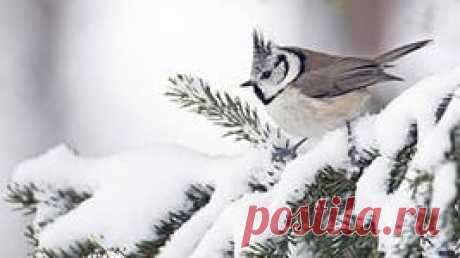 птицы на снегу обои: 12 тыс изображений найдено в Яндекс.Картинках