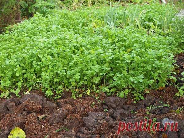 Какие удобрения вносить под перекопку осенью для повышения плодородности