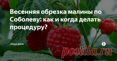 Весенняя обрезка малины по Соболеву: как и когда делать процедуру? Этот метод был изобретен около 30 лет назад известным кубанским садоводом Александром Соболевым. Именно он первый начал практиковать так называемую «двойную обрезку», благодаря которой с одного куста можно собрать до 6 килограммов (вдумайтесь только в эту цифру: одно ведерко среднего размера с куста!) вкусных, ароматных и крупных ягод.