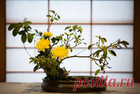 Уроки икебаны: как перехитрить зиму