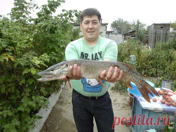 3, 5 кг р. Иртыш Казахстан. спининг блесна кастмастер / Богатая добыча