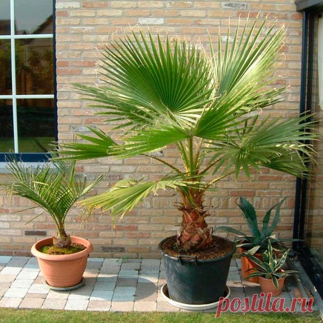 Комнатное растение Вашингтония (Washingtonia). В продаже можно найти вашингтонию нитчатую (W.filifera), темно-зеленые веерообразные листья которой украшают тонкие волокнистые нити. Высота растения в природе может достигать 20 м. Нередко в южных районах эти пальмы выращивают в кадках, которые выставляют на улицу. Цветение в комнатных условиях не наступает. В отличие от большинства пальм, вашингтонии для хорошего самочувствия требуется прохладная зимовка.