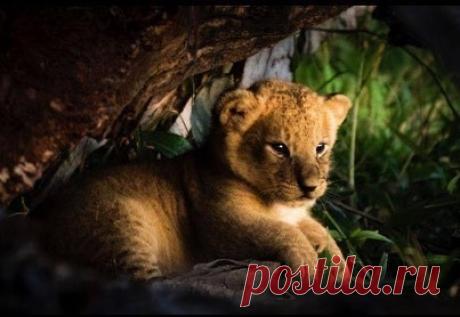 Смешная дикая природа