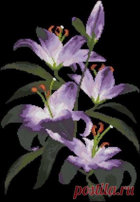 Восхитительные цветы на черном фоне