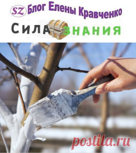 Побелка деревьев. Для чего нужна, когда и чем белить деревья