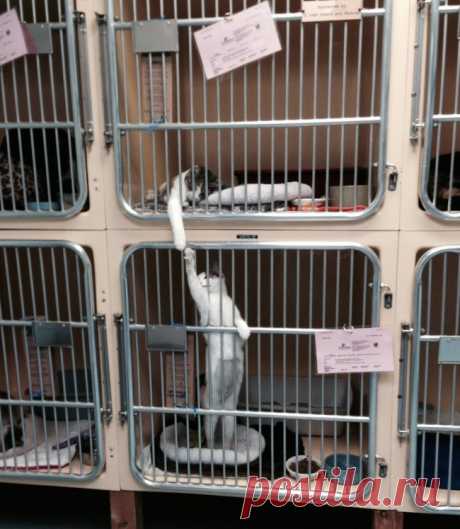 16 животных, которые знают, что такое настоящая взаимовыручка