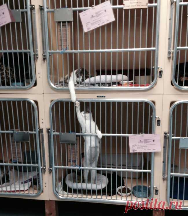 16 животных, которые знают, что такое настоящая взаимовыручка