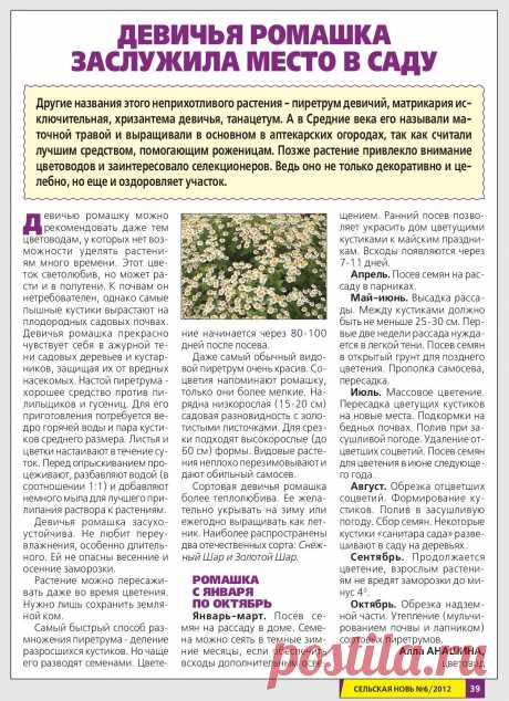 Девичья ромашка заслужила место в саду