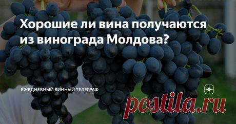Хорошие ли вина получаются из винограда Молдова? Скажите пожалуйста, для чего лучше всего использовать виноград сорта Молдова? Делать вино, перегонять на коньяк или ещё куда-то?
Сорт Молдова отличается очень многими хорошими качествами. У него очень толстая шкурка, которая защищает его от многих проблем - он не растрескивается, не повреждается осами, хорошо себя чувствует в проблемных климатических условиях. У него высокая защищенность против