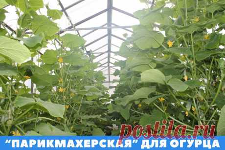 (99) Одноклассники
