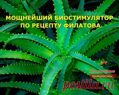 Алоэ биостимулятор по рецепту Филатова