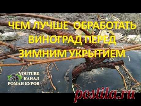 Чем лучше обработать ВИНОГРАД перед зимним укрытием. Осенняя обработка винограда перед укрытием.