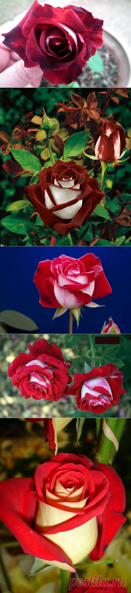 Роза сорта Osiria :  НОВОСТИ В ФОТОГРАФИЯХ