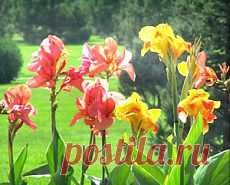 Сад и огород | Постила.ru