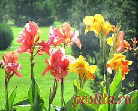 Сад и огород | Постила.ru