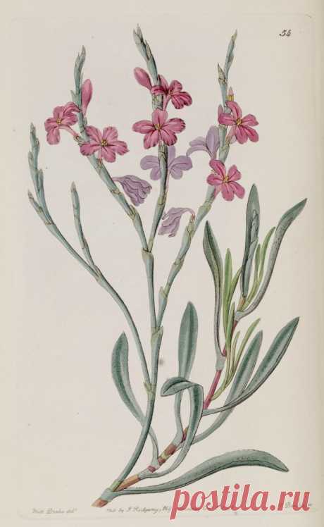 Vintage drawing of columbine - для декупажа и творчества (39шт)
