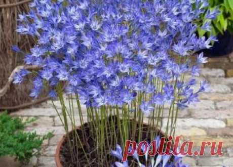 Комнатная бродиэя — роскошные синие акценты в интерьере