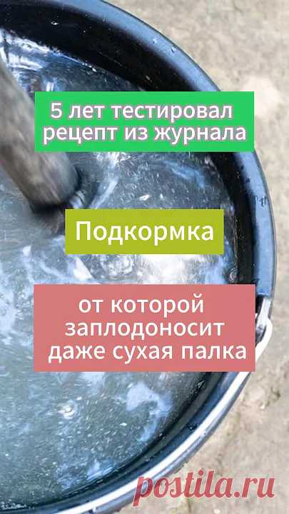 Эта простая подкормка станет самой любимой. #сад #огород #дача#подкормка Можно по листве опрыскать, можно поливать. Делаю и так, и так. У деревьев, которые засыхали, прошелся веником по веткам, через 1,5 месяца деревья было не узн...