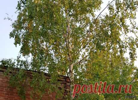 Удивительная сила природы (2 фото) Красивое дерево, не так ли? Но только как вообще такое возможно? Как говорится, для природы не существует преград.Да, эта берёза выросла на кирпичной