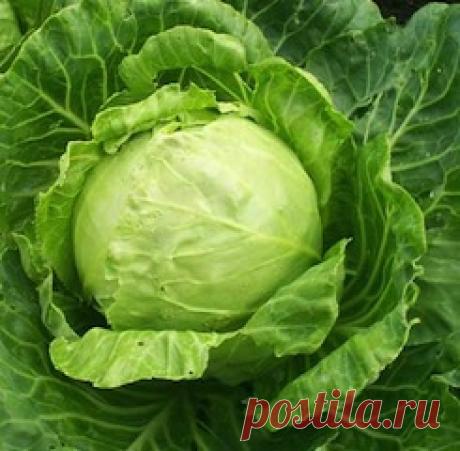 Лечение капустным листом: рецепты