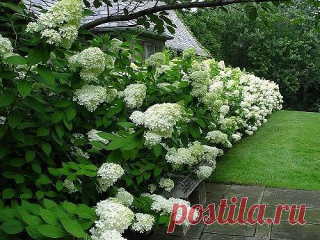 Обрезка метельчатой гортензии. Когда и как надо ее делать?

 Метельчатую гортензию рекомендуют обрезать весной, оставляя 2-3 пары почек на приростах прошедшего (то есть последнего) года. 

Также вырезают загущающие ветки.

А вот с обрезкой поврежденных побегов лучше повременить до того, как листья распустятся на кусте. Кора у гортензий бывает, шелушится, слезает полосками. Отличить критическое облезание от нормального не всегда можно сразу.