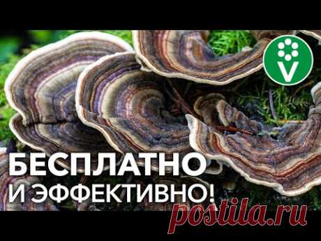 Мы покупаем ЭТО дорогое средство для защиты растений, а его можно найти в любом лесу
