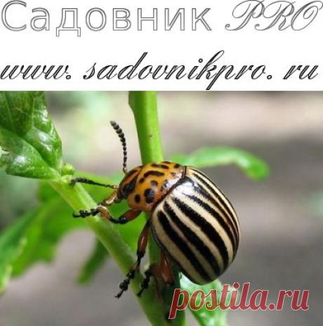 Колорадский жук. Настои и отвары в борьбе с вредителями