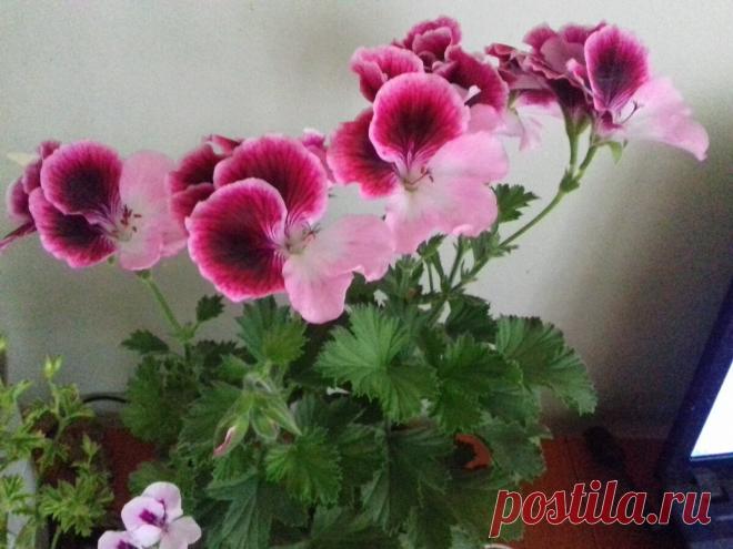 Герань - размножение. Легкий, проверенный способ. Справиться даже начинающий цветовод. Сейчас самое время | Дача Удачи | Яндекс Дзен