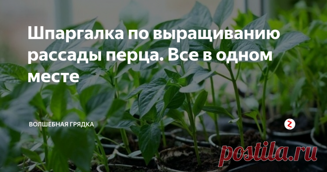 Шпаргалка по выращиванию рассады перца. Все в одном месте В одной статье я собрала самую важную информацию по выращиванию перца: срокам посева, способам увеличения всхожести семян, по уходу и подкормке рассады. Ведь удобнее прочитать все сразу в одном месте, чем потом искать решение своей проблемы, которая может возникнуть при допущенных ошибках.
Сроки посева
Перец, как и томаты, имеет оптимальный срок развития рассады – 60-65 дней. Дальше, если рассада