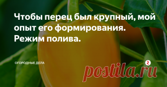 Чтобы перец был крупный, мой опыт его формирования. Режим полива. Для получения крупных плодов, по моему мнению, важное значение имеет его формировка. Вырастить рассаду перца, это еще половина дела, нужно правильно за ним ухаживать.
Все боковые побеги необходимо удалять до первой развилки, сделать это нужно в первую очередь. К обязательной мере относится и удаление цветка, который сидит на первой развилке.
Если не удалять первые плоды, то в результате они начнут