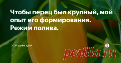 Чтобы перец был крупный, мой опыт его формирования. Режим полива. Для получения крупных плодов, по моему мнению, важное значение имеет его формировка. Вырастить рассаду перца, это еще половина дела, нужно правильно за ним ухаживать.
Все боковые побеги необходимо удалять до первой развилки, сделать это нужно в первую очередь. К обязательной мере относится и удаление цветка, который сидит на первой развилке.
Если не удалять первые плоды, то в результате они начнут