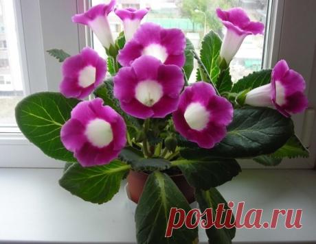 ГЛОКСИНИЯ