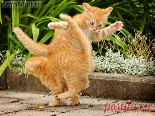 Два брата-акробата