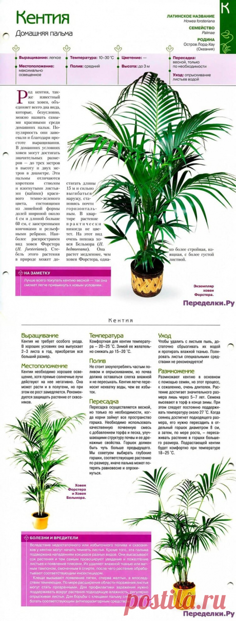 Кентия * Переделки.РуПеределки.Ру