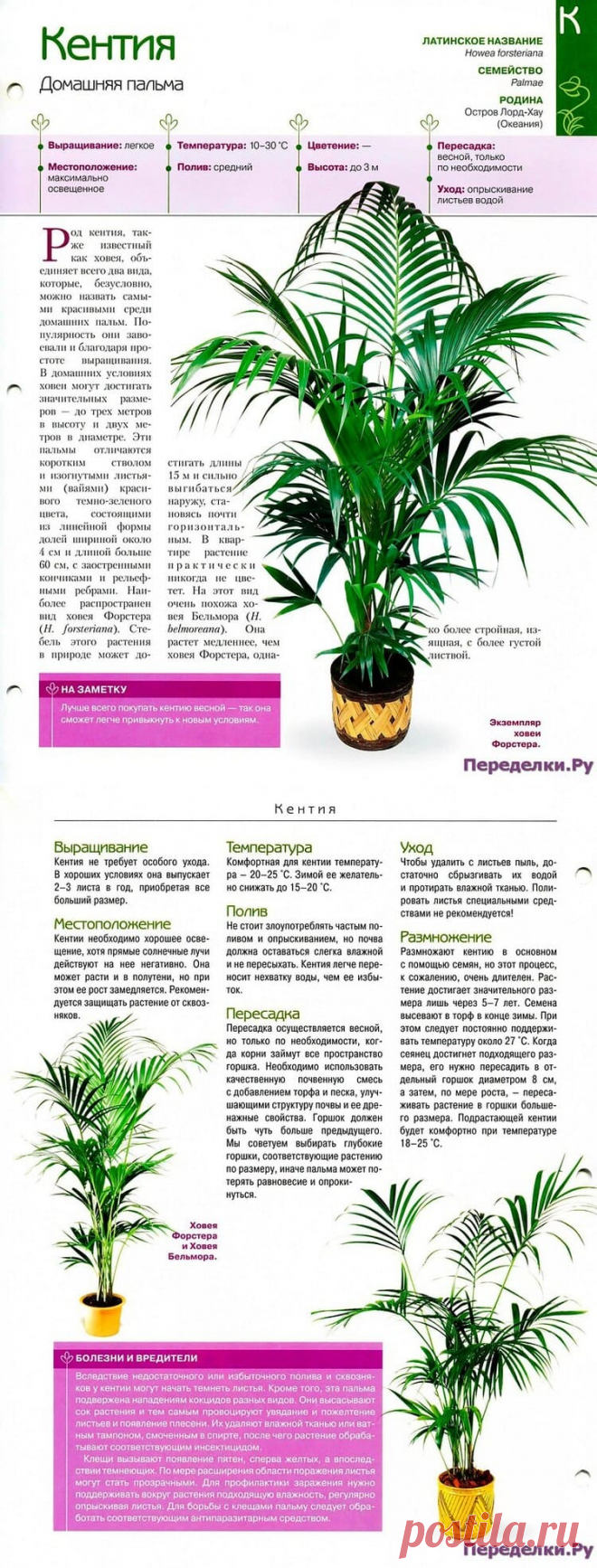 Кентия * Переделки.РуПеределки.Ру