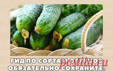 Гид по сортам огурцов. Обязательно сохраните!