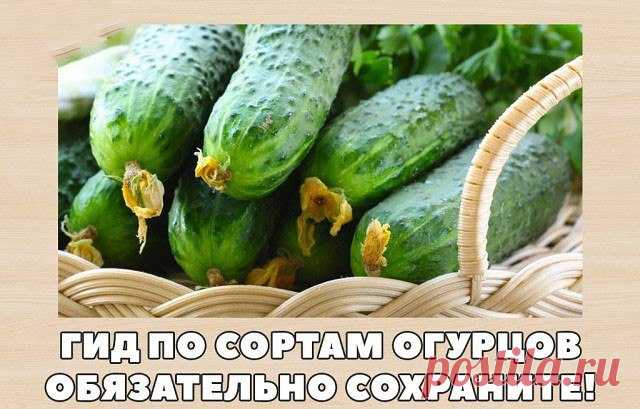 Гид по сортам огурцов. Обязательно сохраните!