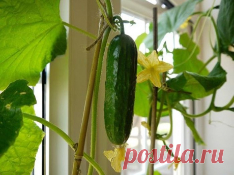 Огурцы на подоконнике. Для начинающих » Женский Мир