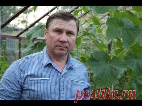 ▶ ОГУРЦЫ. 3 способа вертикального выращивания плети в теплице - YouTube