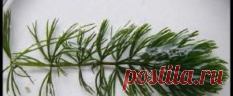 Растения аквариумные