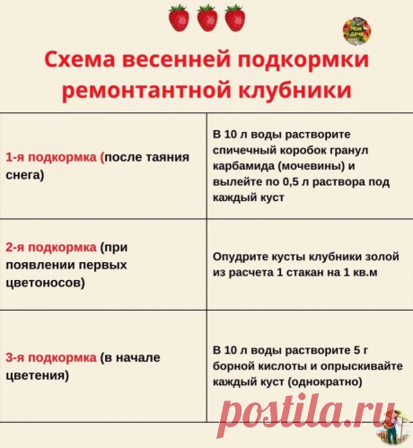ПАМЯТКА: СХЕМА ВЕСЕННЕЙ ПОДКОРМКИ РЕМОНТАНТНОЙ КЛУБНИКИ