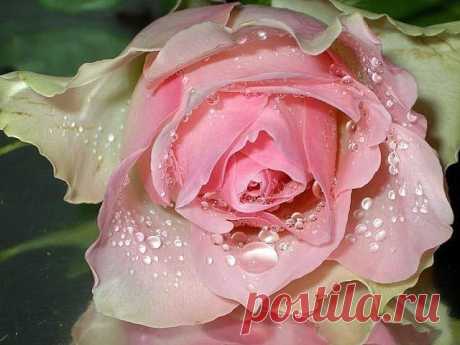 ***Однажды Бог собрал ..все бабьи....СЛЕЗЫ..
И окропил.....пустырь в своем .....САДУ.
С тех пор .....цветут там .....бархатные РОЗЫ....
Купая.....лепестки свои.....в ПРУДУ...***