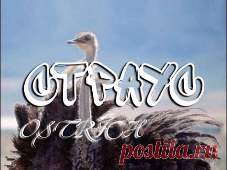 Страус — Ostrich - YouTube